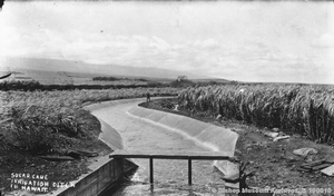Sugar cane irrigation ditch